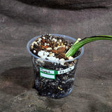 Variegated Monstera Albo - White Albo Borsigiana - (Sep-22-13)