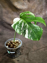 Variegated Monstera Albo - White Albo Borsigiana - (Sep-22-14)