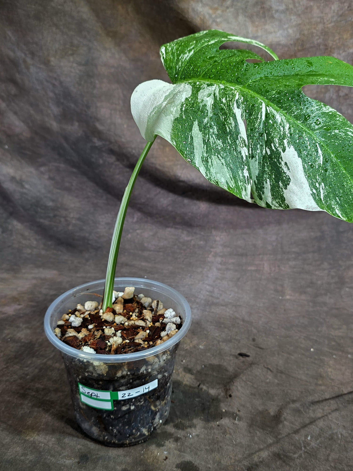 Variegated Monstera Albo - White Albo Borsigiana - (Sep-22-14)