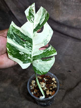 Variegated Monstera Albo - White Albo Borsigiana - (Sep-22-15)
