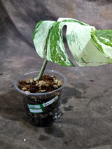 Variegated Monstera Albo - White Albo Borsigiana - (Sep-22-15)