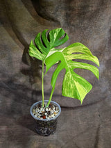 Monstera Borsigiana Aurea Variegated Exact Plant - (Sep-22-16)