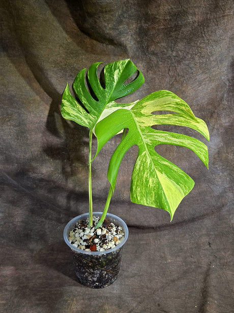 Monstera Borsigiana Aurea Variegated Exact Plant - (Sep-22-16)
