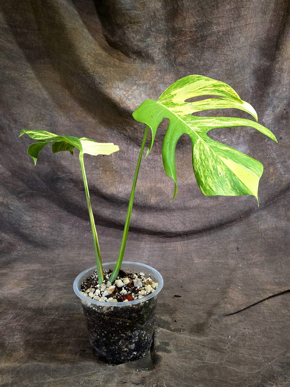 Monstera Borsigiana Aurea Variegated Exact Plant - (Sep-22-16)