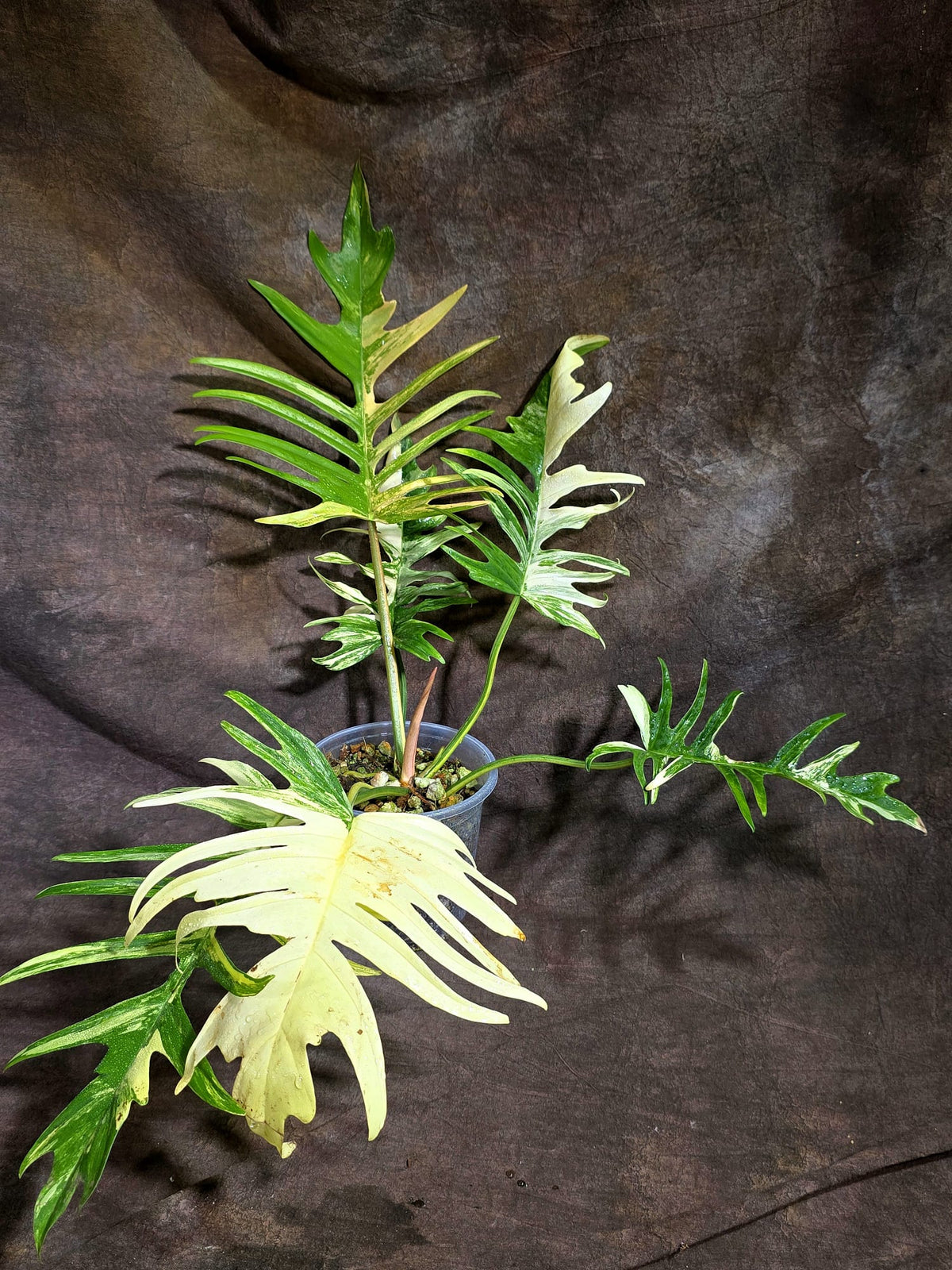 Philodendron Florida Beauty x Tortum Exact Plant - (Sep-22-17)