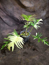 Philodendron Florida Beauty x Tortum Exact Plant - (Sep-22-17)