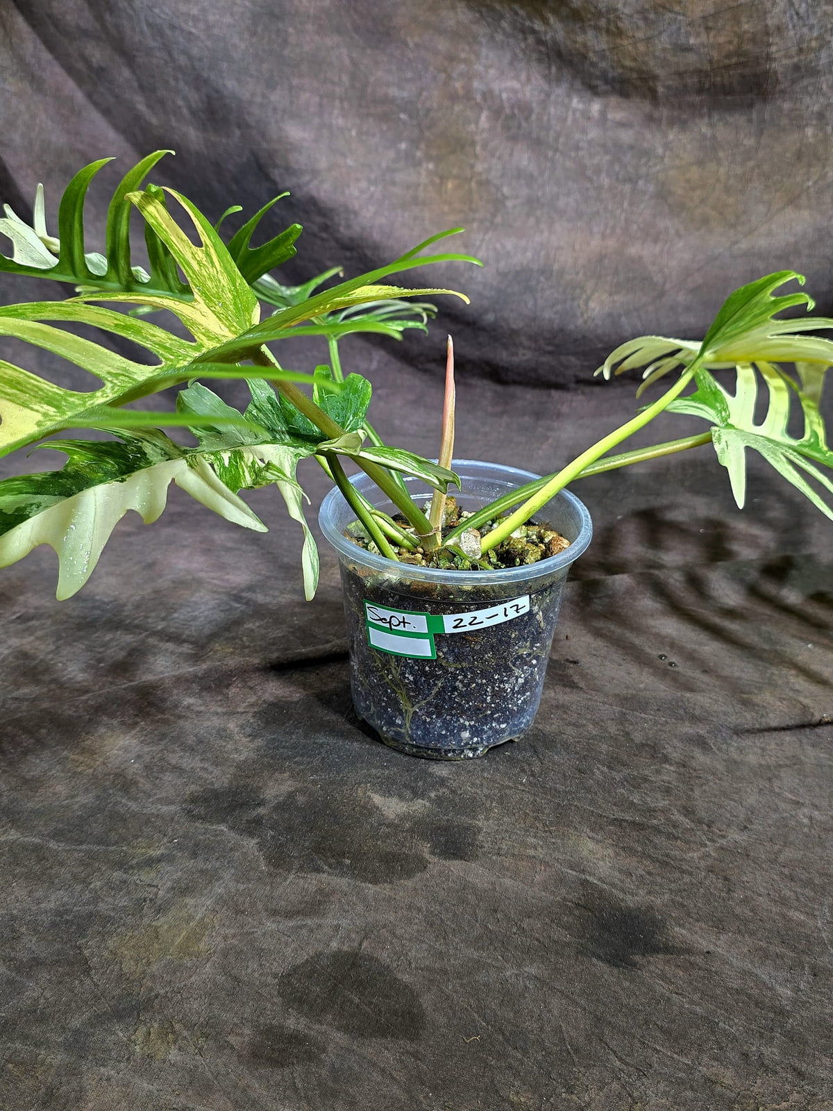 Philodendron Florida Beauty x Tortum Exact Plant - (Sep-22-17)