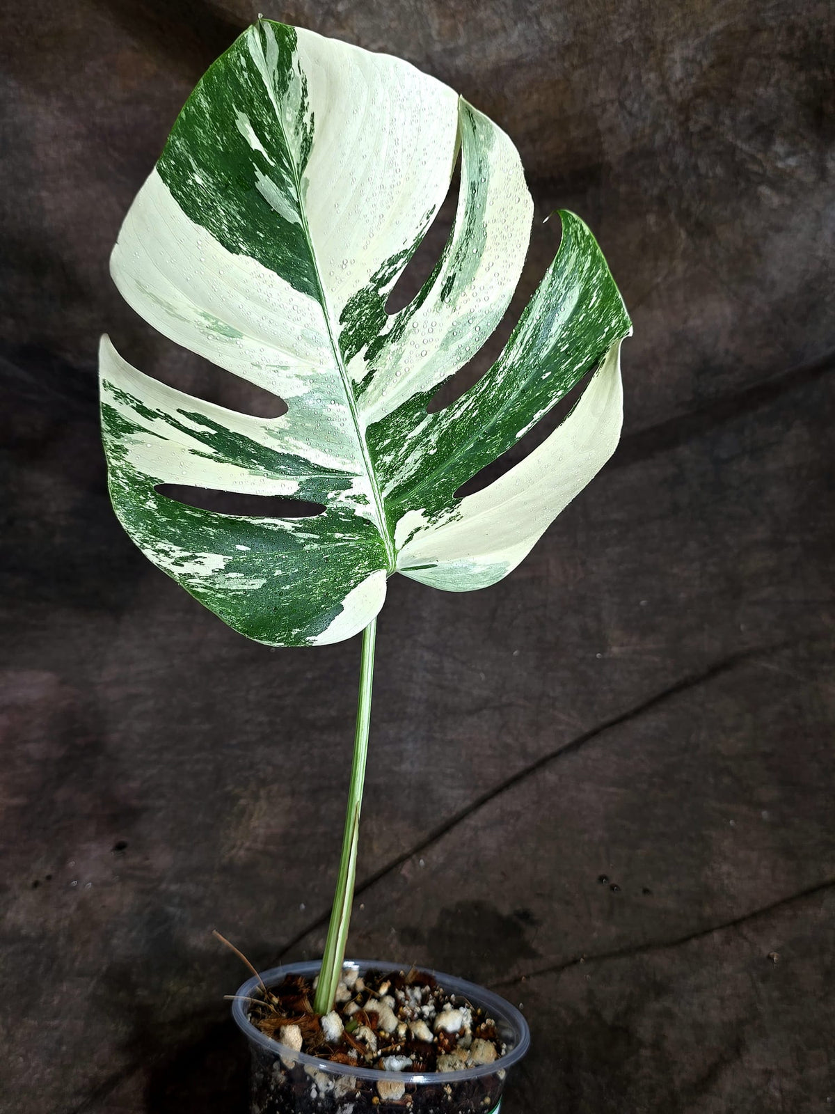 Variegated Monstera Albo - White Albo Borsigiana - (Sep-22-18)