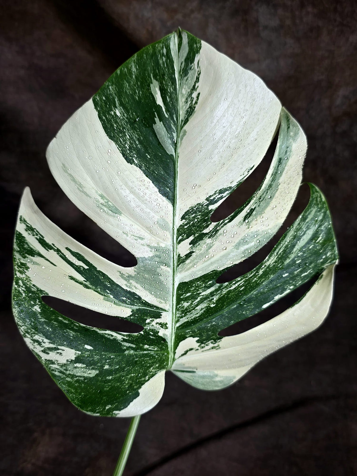 Variegated Monstera Albo - White Albo Borsigiana - (Sep-22-18)