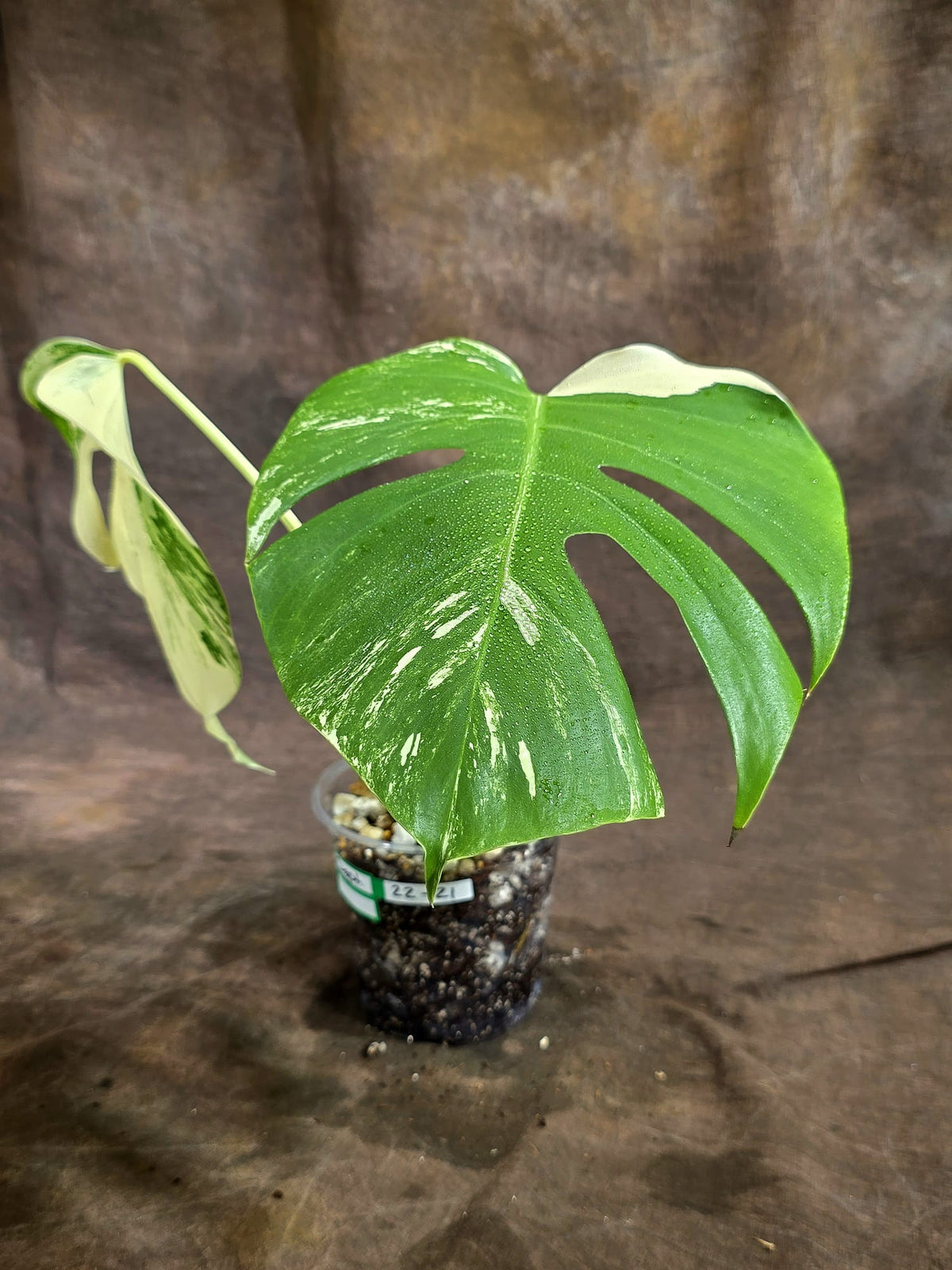 Variegated Monstera Albo - White Albo Borsigiana - (Sep-22-21)