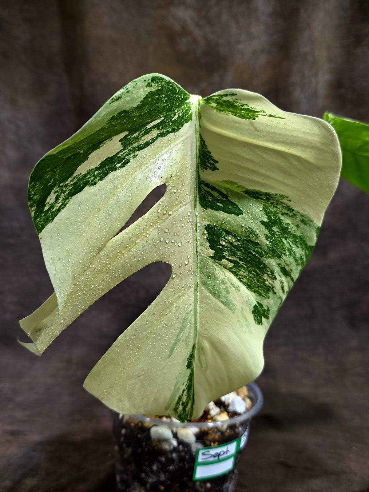 Variegated Monstera Albo - White Albo Borsigiana - (Sep-22-21)