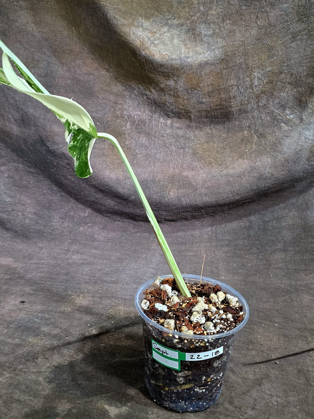 Variegated Monstera Albo - White Albo Borsigiana - (Sep-22-18)