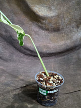 Variegated Monstera Albo - White Albo Borsigiana - (Sep-22-18)