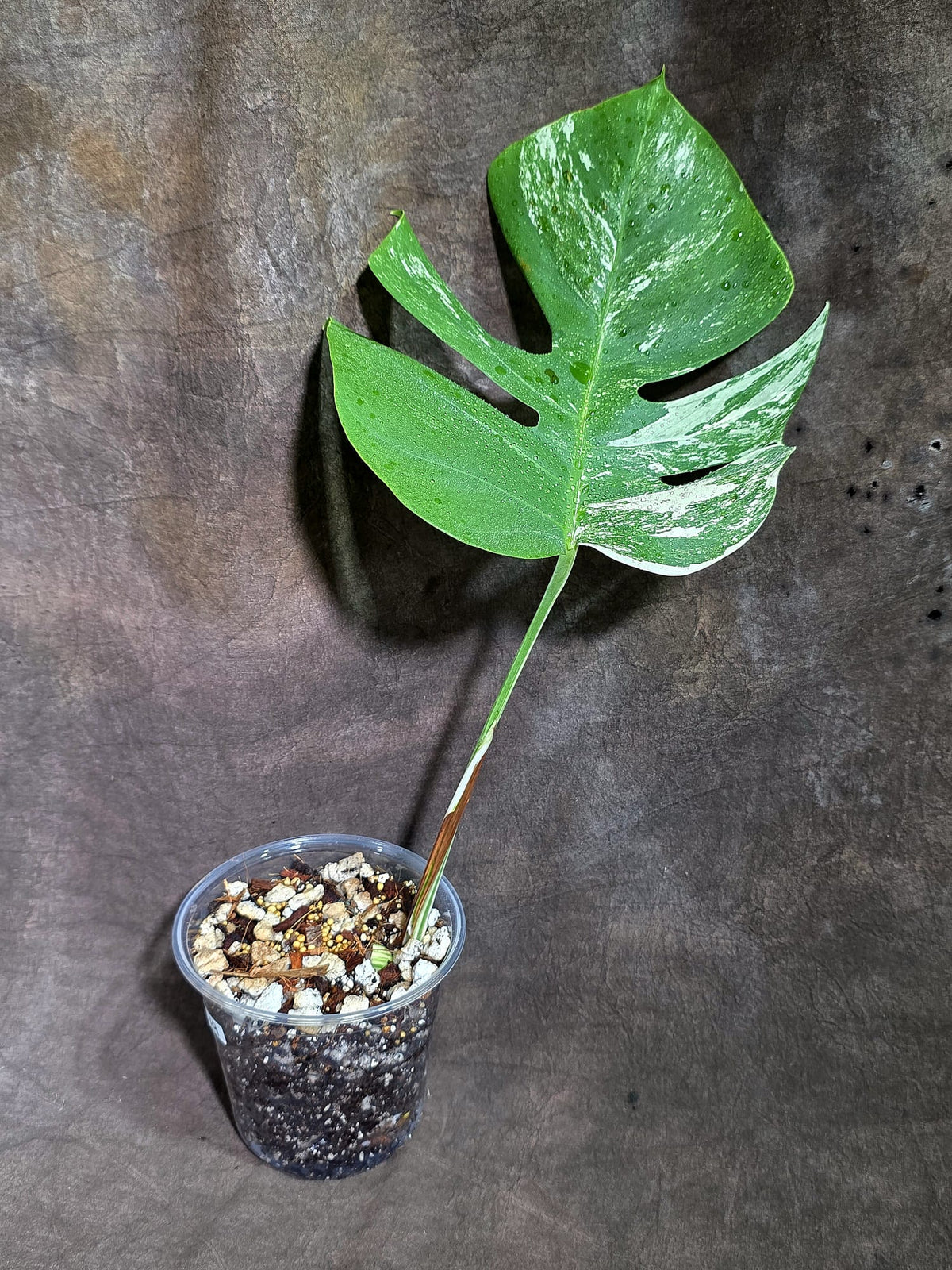 Variegated Monstera Albo - White Albo Borsigiana - (Sep-22-19)