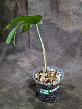 Variegated Monstera Albo - White Albo Borsigiana - (Sep-22-19)