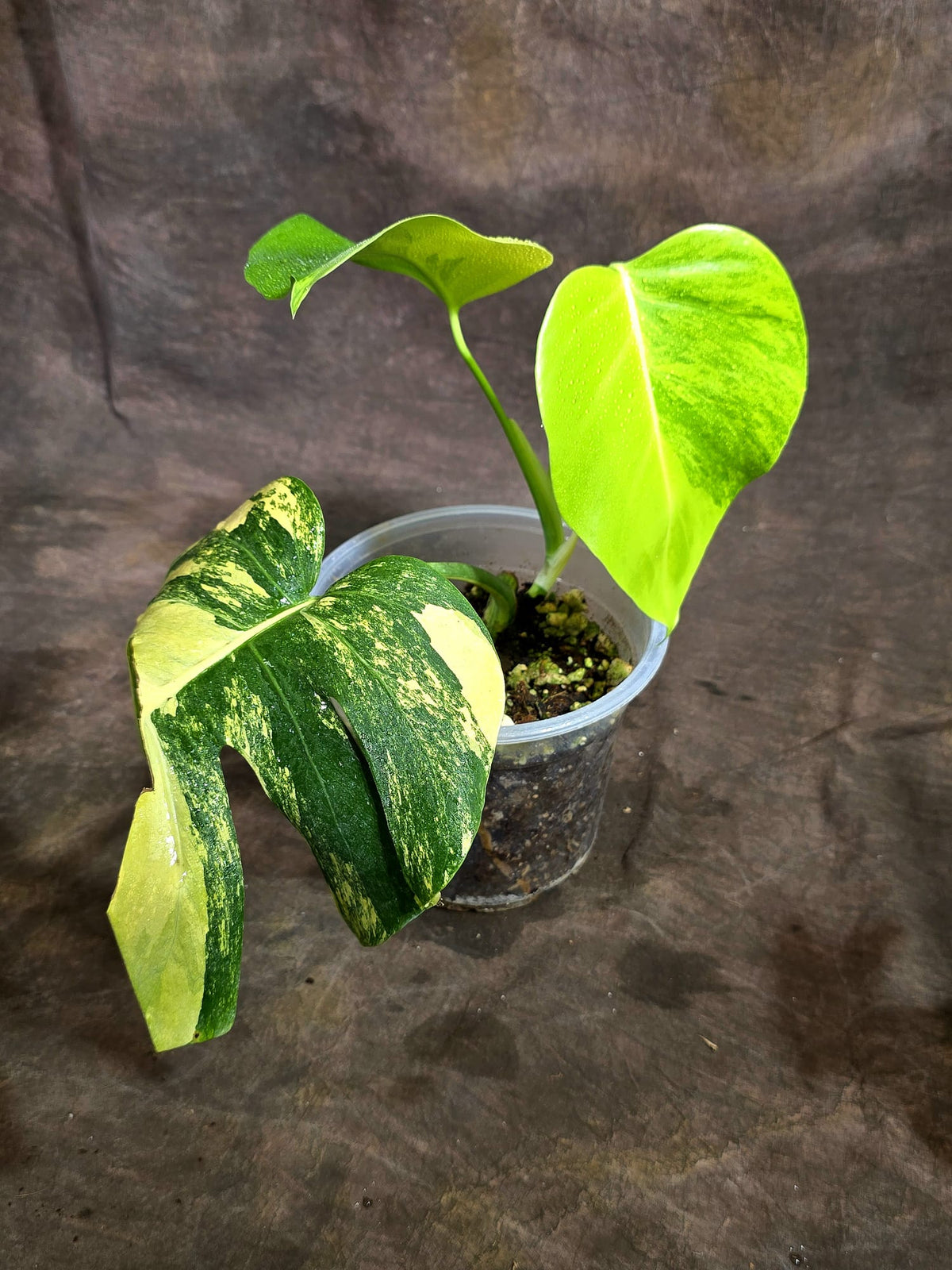 Monstera Borsigiana Aurea Variegated Exact Plant - (Sep-22-20)