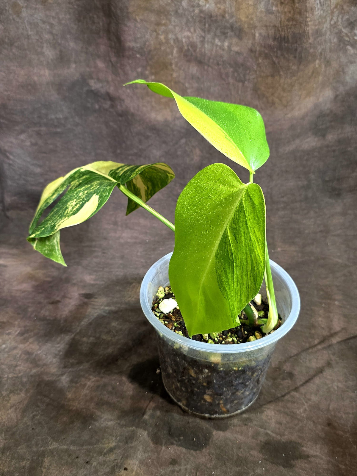 Monstera Borsigiana Aurea Variegated Exact Plant - (Sep-22-20)