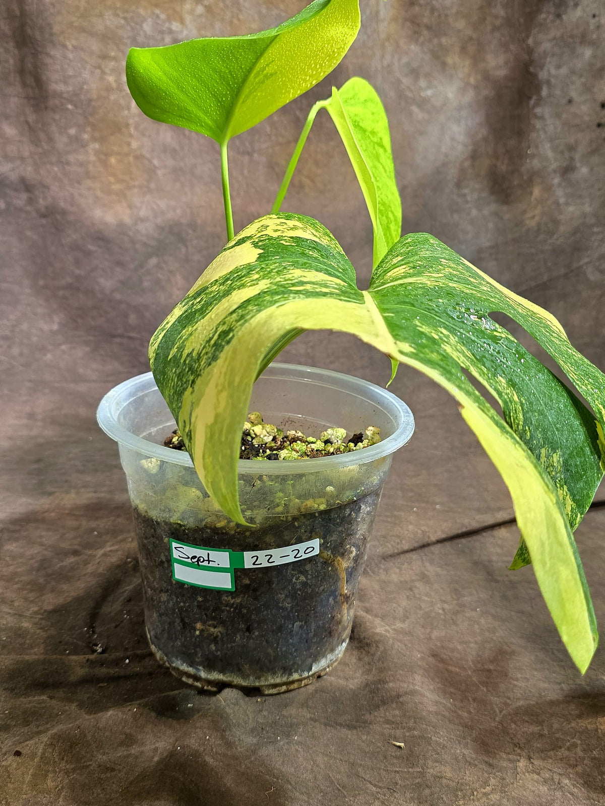 Monstera Borsigiana Aurea Variegated Exact Plant - (Sep-22-20)