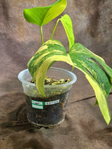 Monstera Borsigiana Aurea Variegated Exact Plant - (Sep-22-20)