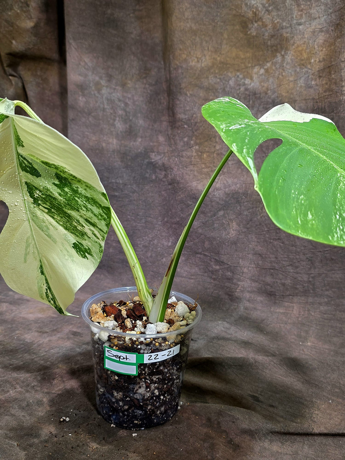 Variegated Monstera Albo - White Albo Borsigiana - (Sep-22-21)