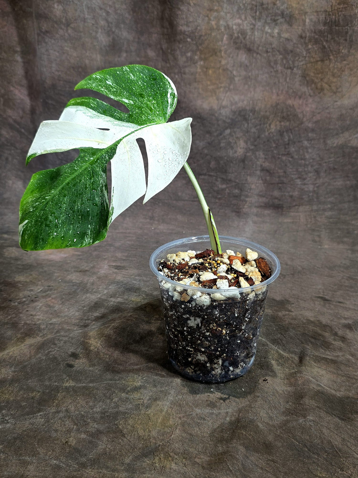Variegated Monstera Albo - White Albo Borsigiana - (Sep-22-22)