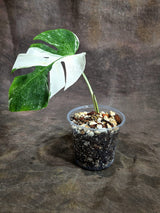 Variegated Monstera Albo - White Albo Borsigiana - (Sep-22-22)