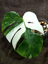 Variegated Monstera Albo - White Albo Borsigiana - (Sep-22-22)