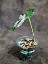 Variegated Monstera Albo - White Albo Borsigiana - (Sep-22-22)