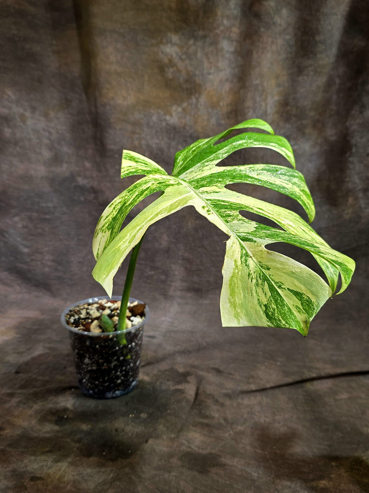 Monstera Borsigiana Aurea Variegated Exact Plant - (Sep-22-23)
