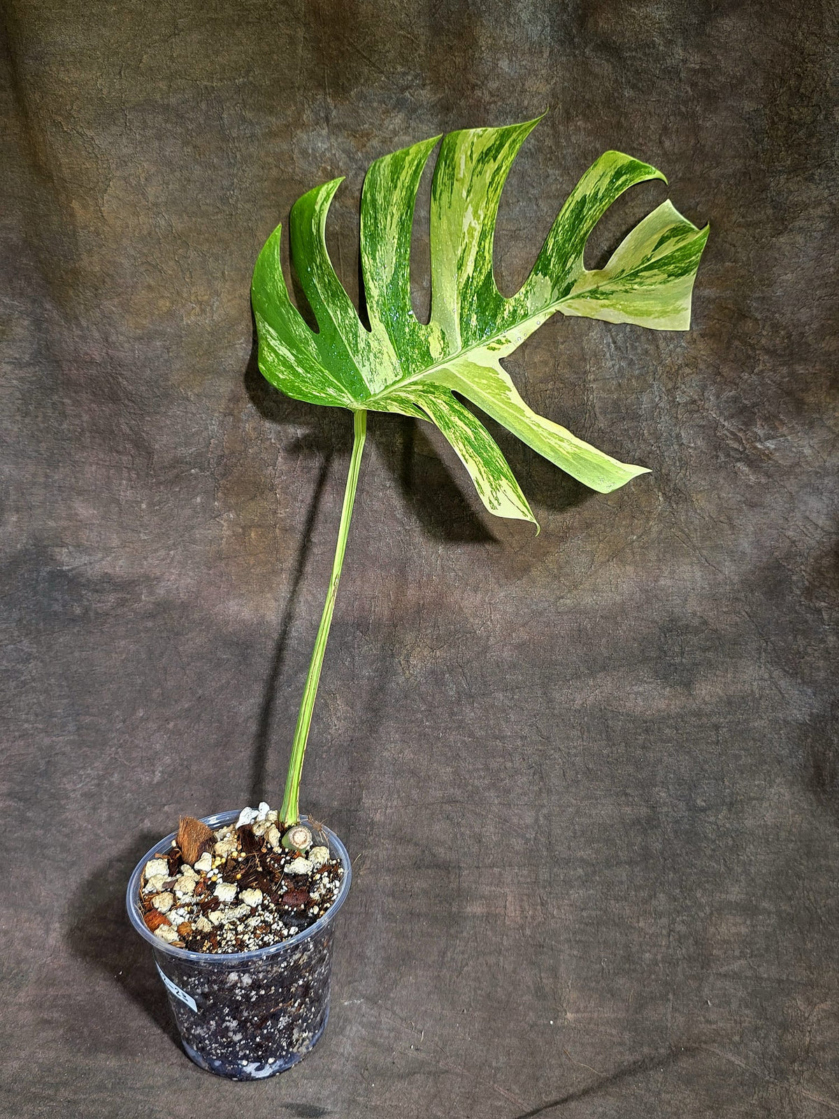 Monstera Borsigiana Aurea Variegated Exact Plant - (Sep-22-23)