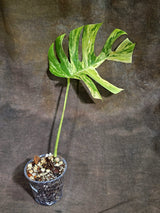 Monstera Borsigiana Aurea Variegated Exact Plant - (Sep-22-23)
