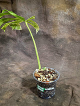 Monstera Borsigiana Aurea Variegated Exact Plant - (Sep-22-23)