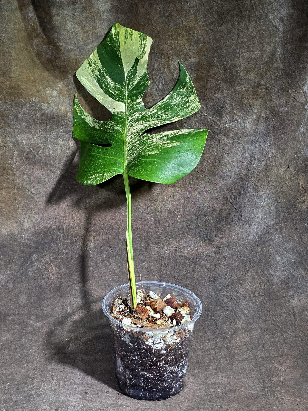 Variegated Monstera Albo - White Albo Borsigiana (Sep-22-1)