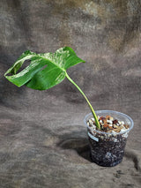 Variegated Monstera Albo - White Albo Borsigiana (Sep-22-1)