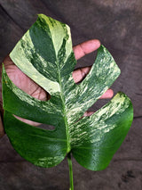 Variegated Monstera Albo - White Albo Borsigiana (Sep-22-1)