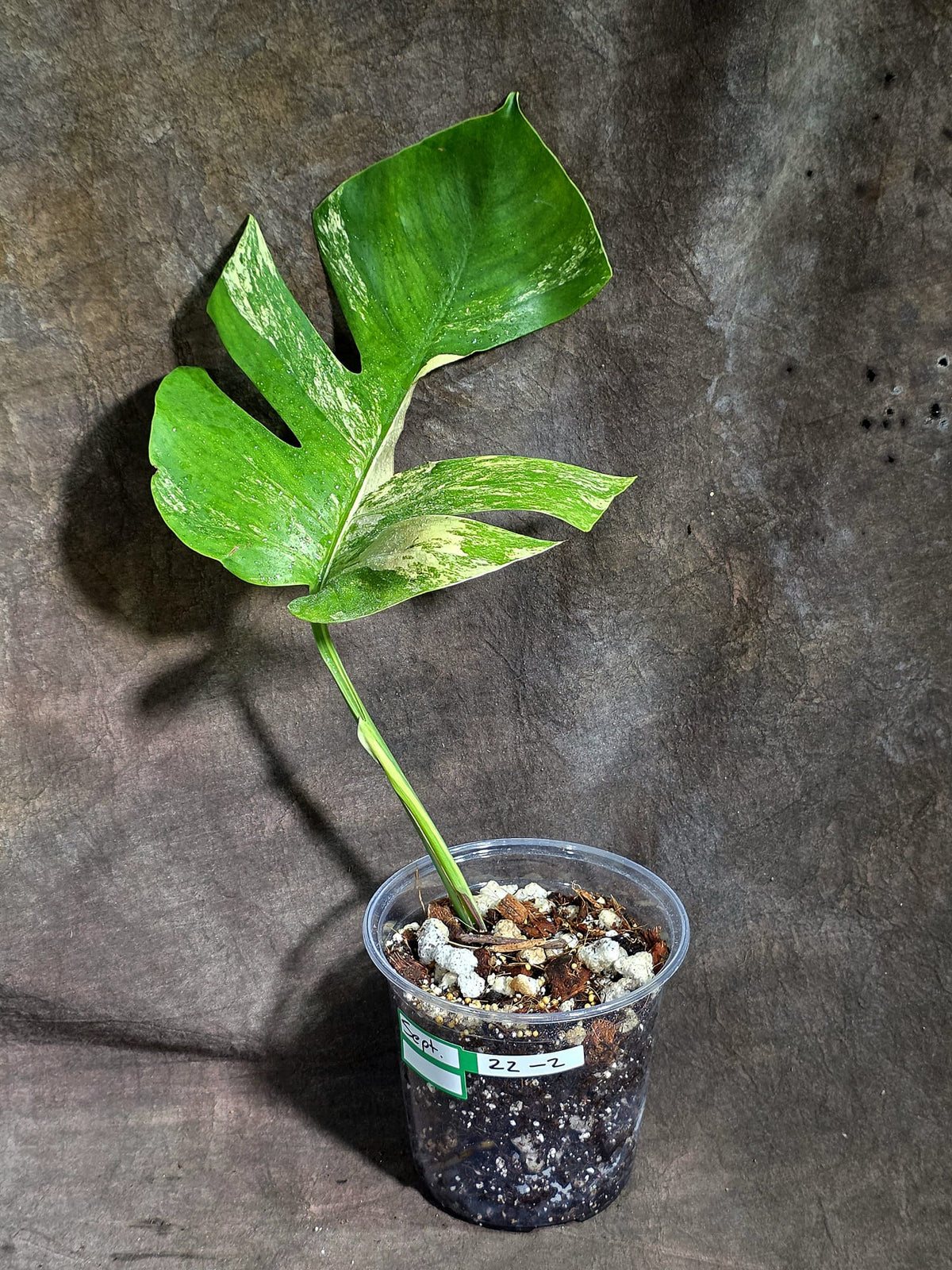 Monstera Borsigiana Aurea Variegated Plant - (Sep-22-2)