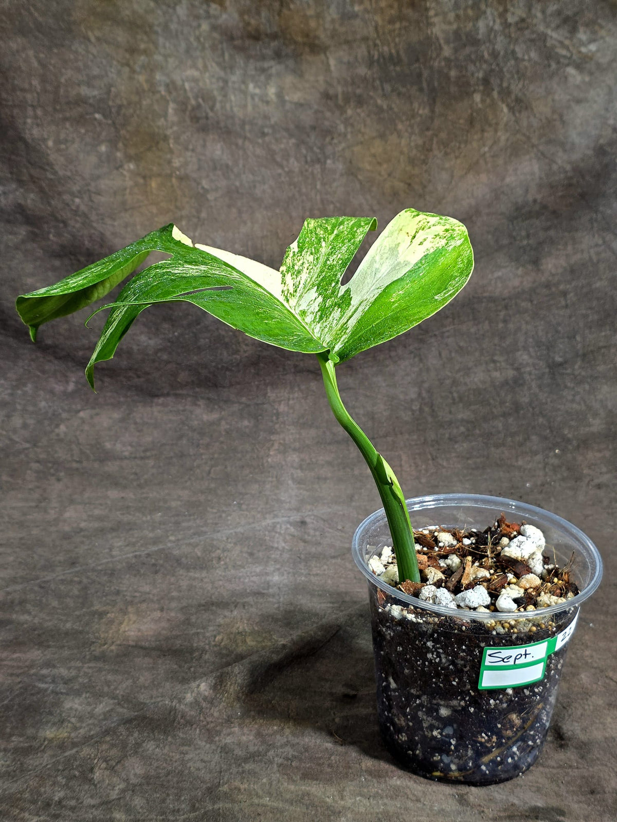 Monstera Borsigiana Aurea Variegated Plant - (Sep-22-2)