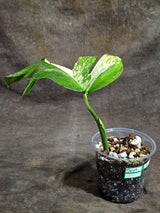 Monstera Borsigiana Aurea Variegated Plant - (Sep-22-2)