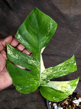 Monstera Borsigiana Aurea Variegated Plant - (Sep-22-2)