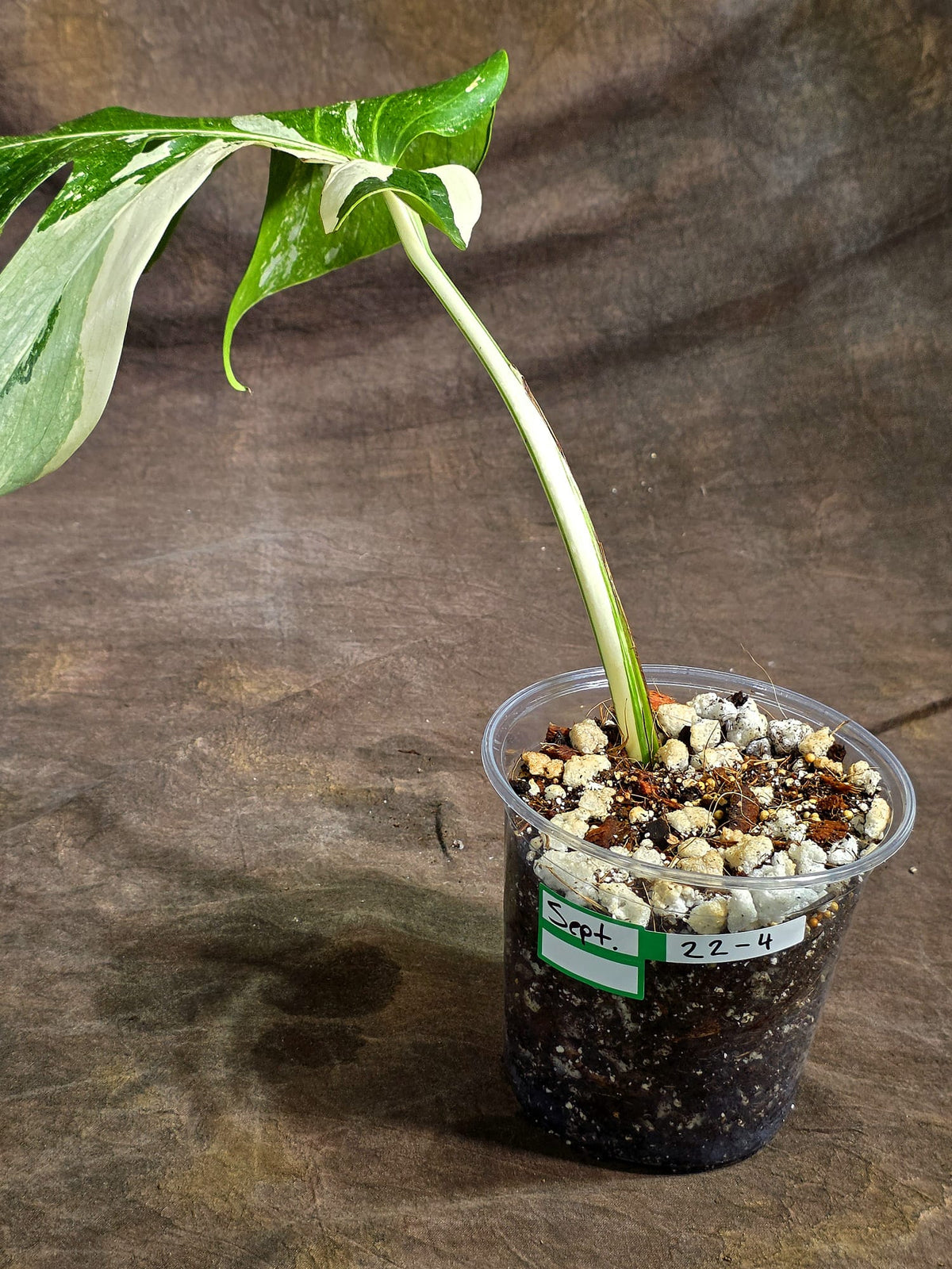 Variegated Monstera Albo - White Albo Borsigiana (Sep-22-4)