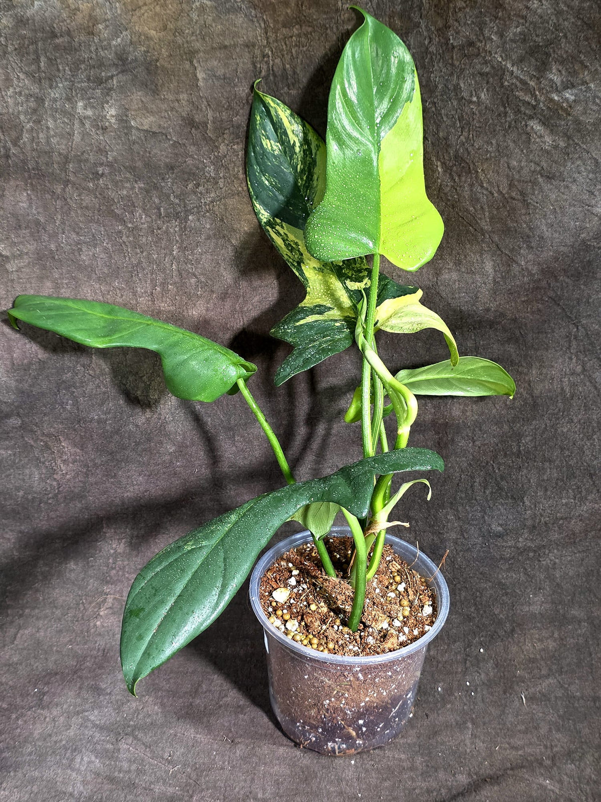 Variegated Philodendron Bipennifolium “Violin” (Sep-22-5)