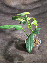 Variegated Philodendron Bipennifolium “Violin” (Sep-22-5)