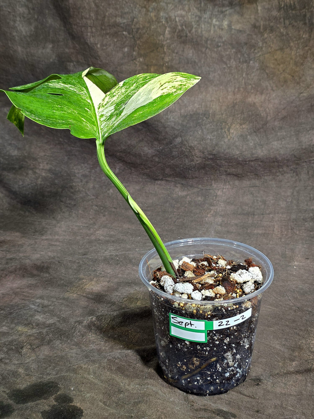Monstera Borsigiana Aurea Variegated Plant - (Sep-22-2)