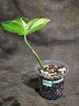 Monstera Borsigiana Aurea Variegated Plant - (Sep-22-2)