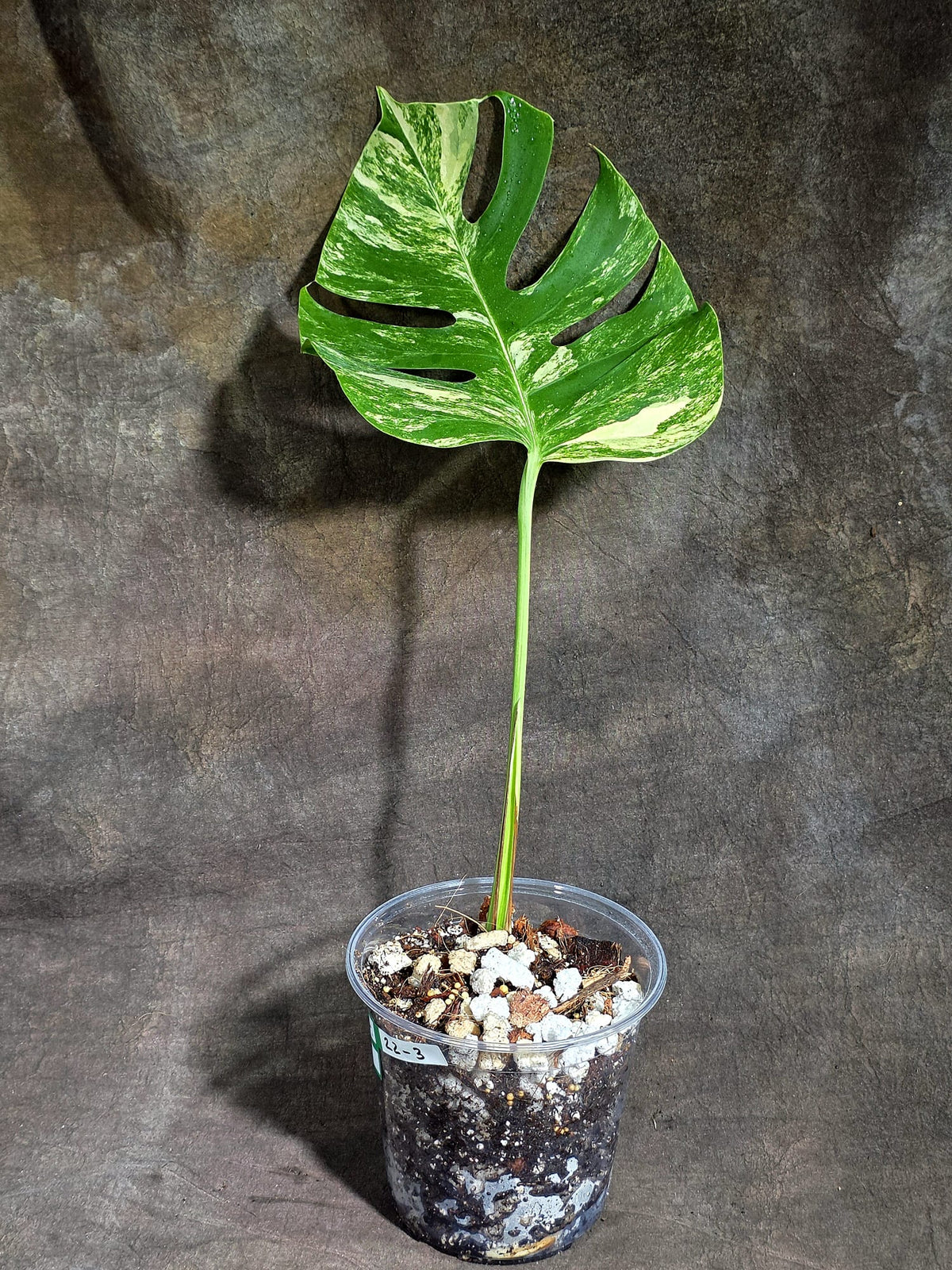 Monstera Borsigiana Aurea Variegated Plant - (Sep-22-3)