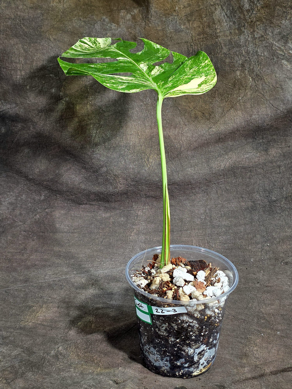Monstera Borsigiana Aurea Variegated Plant - (Sep-22-3)