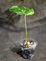 Monstera Borsigiana Aurea Variegated Plant - (Sep-22-3)