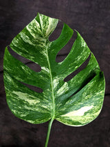 Monstera Borsigiana Aurea Variegated Plant - (Sep-22-3)