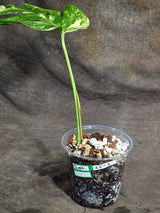 Monstera Borsigiana Aurea Variegated Plant - (Sep-22-3)