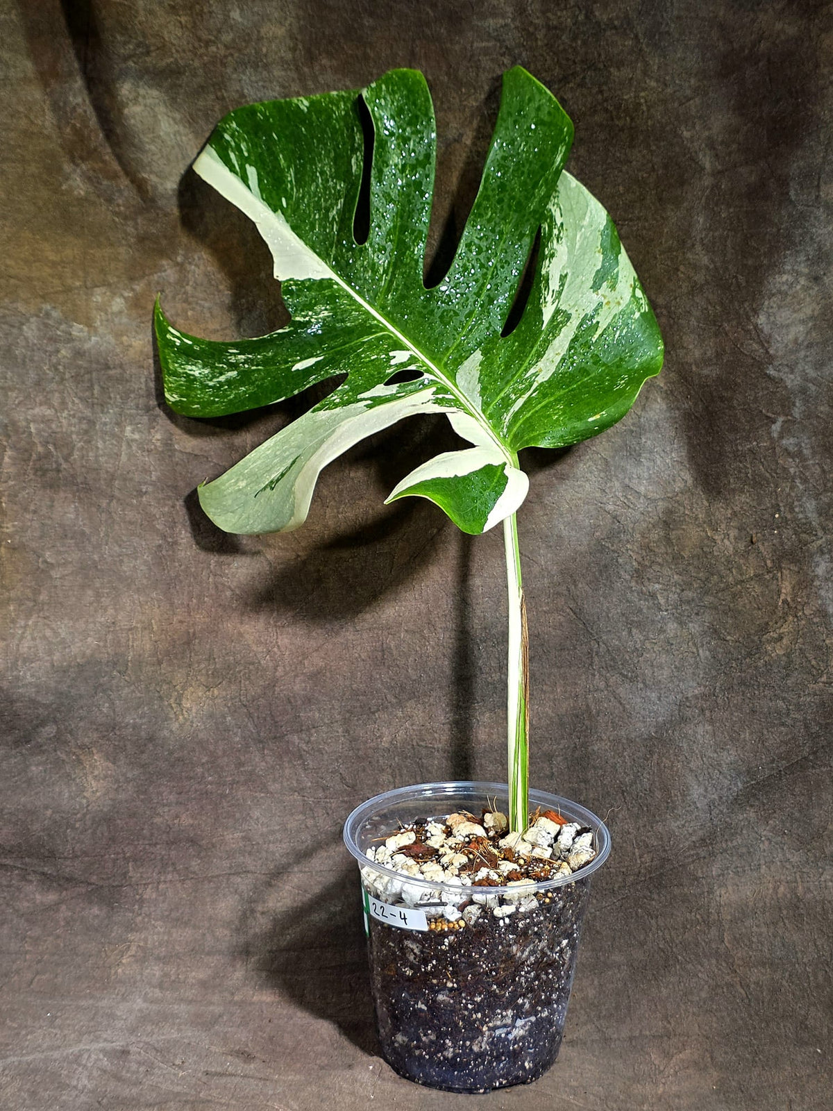 Variegated Monstera Albo - White Albo Borsigiana (Sep-22-4)